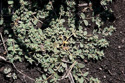 Euphorbia maculata