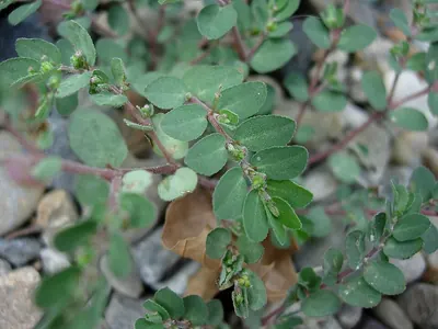 Euphorbia prostrata