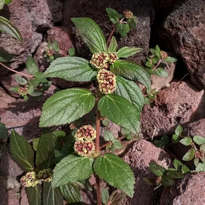 Euphorbia hirta