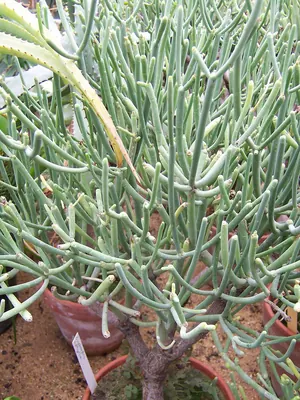 Euphorbia aphylla