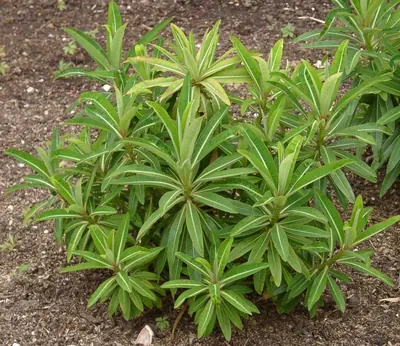 Euphorbia mellifera