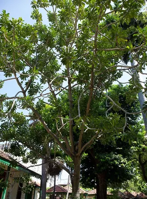Euphorbia drupifera