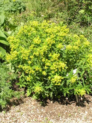 Euphorbia salicifolia