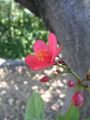 Peregrina