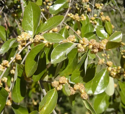 Petalostigma pubescens
