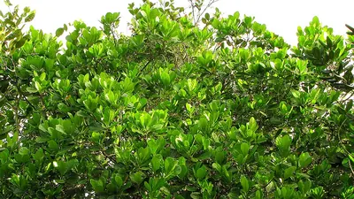 Richeria grandis