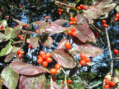 Flowering dogwood