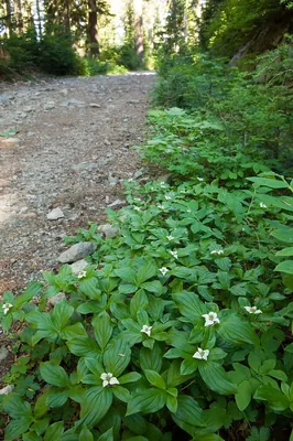 Canadian Bunchberry