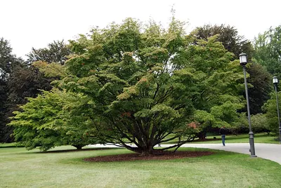 Chinese dogwood