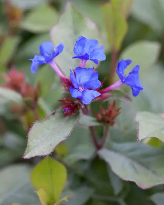 Blue leadwood