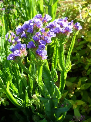 Wavyleaf sea lavender