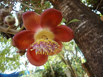 Cannonball tree