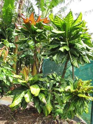 Barringtonia edulis