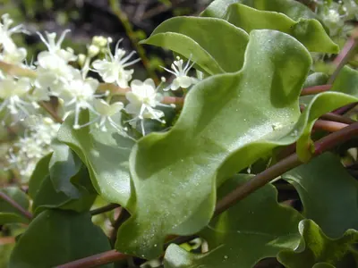 Heartleaf madeiravine