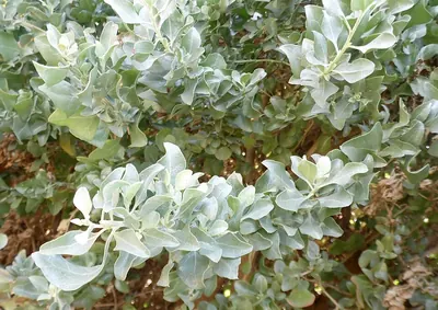 Saltbush