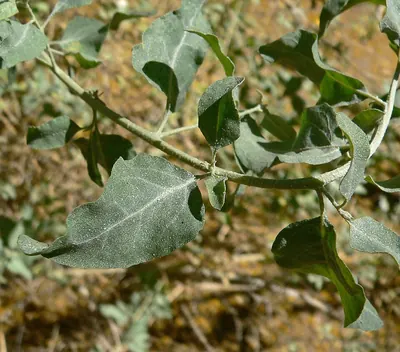 Big saltbush