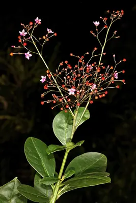 Fameflower