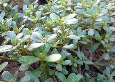Verdolaga