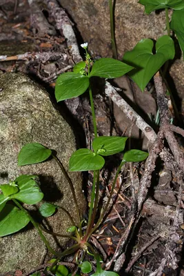Pink purslane