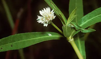 Alligatorweed