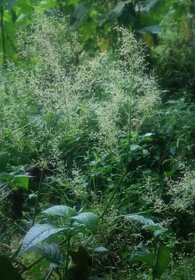 Juba's bush