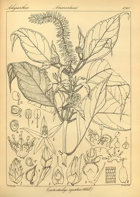 Centrostachys aquatica