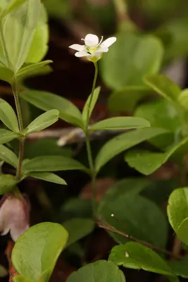 Bluntleaf sandwort
