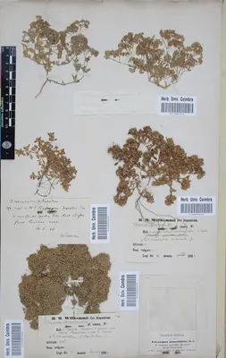 Fourleaf manyseed