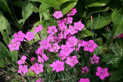 Maiden Pink