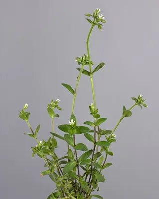 Sticky mouse-ear