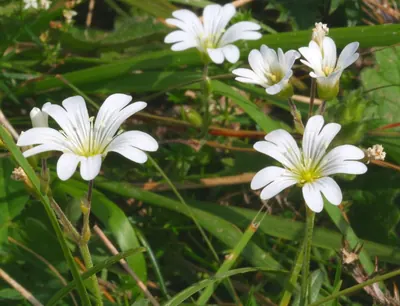 Alpine chickweed