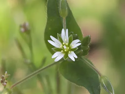 Common mouse-ear chickweed