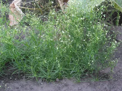 Corn spurrey