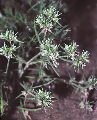 Annual knawel