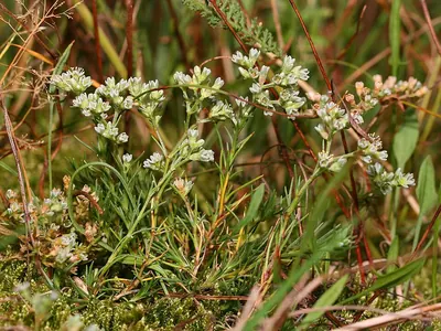 Perennial knawel