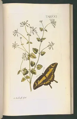 Commicarpus scandens