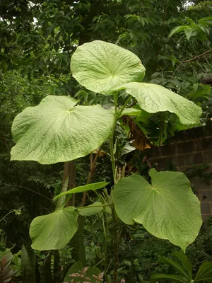 Piper umbellatum