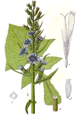 Cicerbita alpina