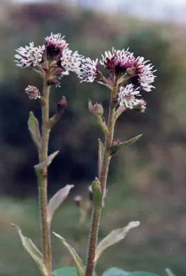 Petasites pyrenaicus