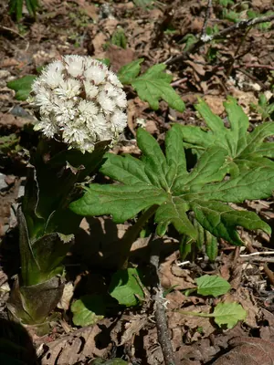 Arctic sweet coltsfoot