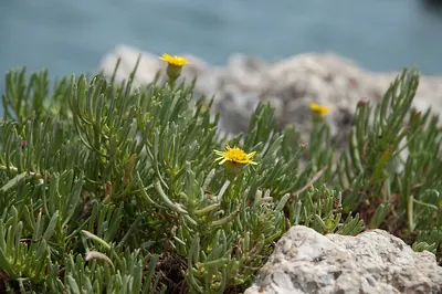 Limbarda crithmoides