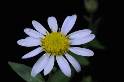 Indian aster