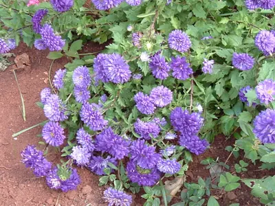 China aster