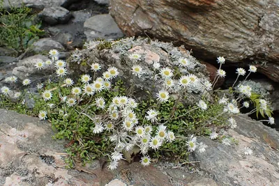 Anaphalioides bellidioides