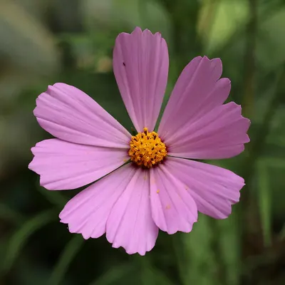 Garden cosmos
