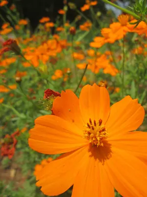 Sulphur cosmos