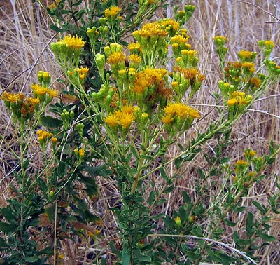 Menzies' goldenbush