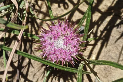 Dicoma anomala