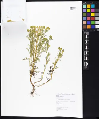 Disc mayweed