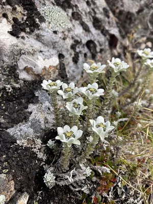 Leucogenes grandiceps